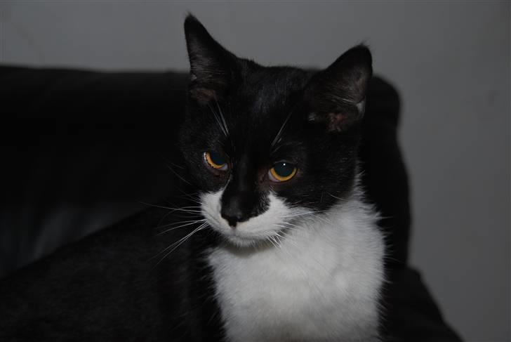 Blanding af racer Hegnsholt's Spotty <3 - Drengerøv <3 billede 20