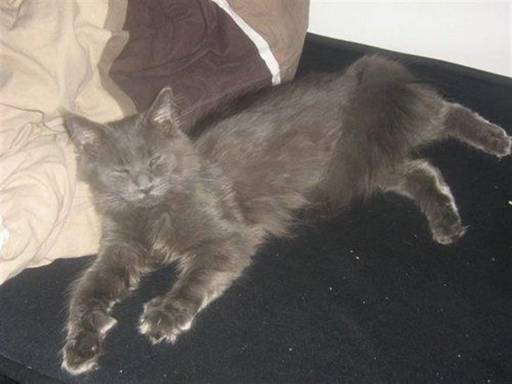 Maine Coon Blue Moon billede 1