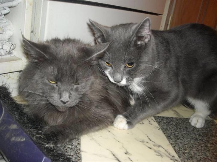 Maine Coon Blue Moon billede 2