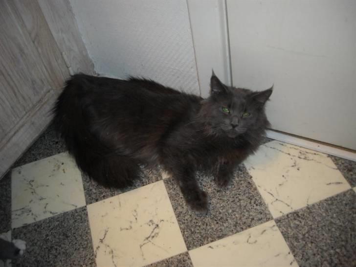 Maine Coon Blue Moon billede 3