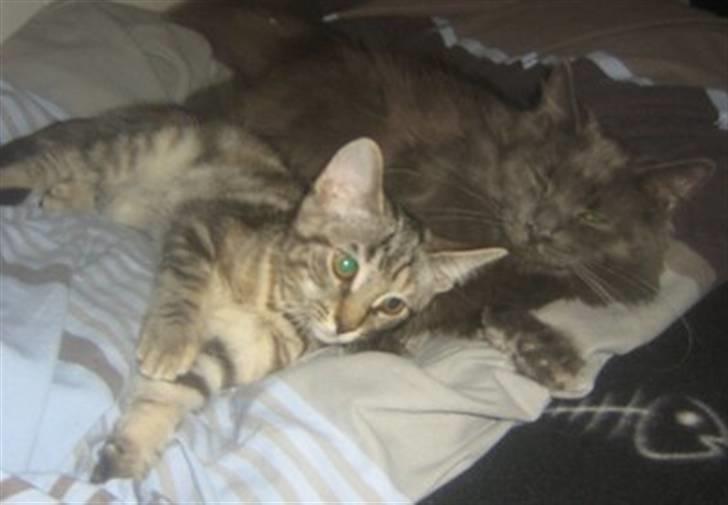 Maine Coon Blue Moon - Blue og Bella..  billede 4