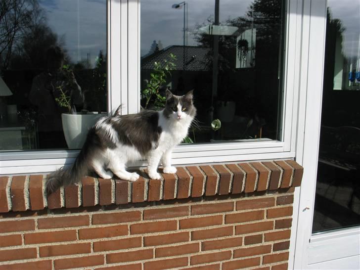 Maine Coon Oceane - Nyder forårssolen billede 13