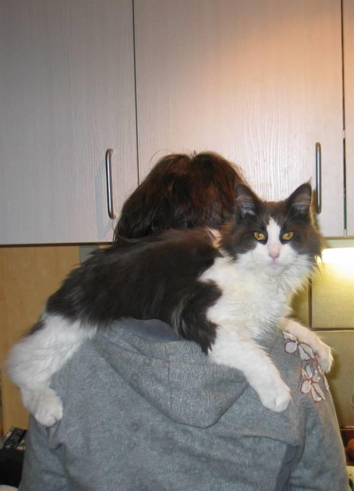 Maine Coon Oceane - Intet som mors skulder billede 14