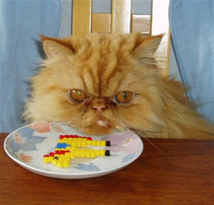 Perser DK Turley Point's Alfred - Så er Basse klar til at spise, i dette tilfælde en perleplade. billede 9