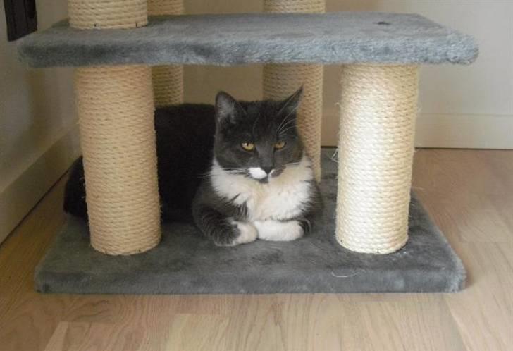 Huskat Fie - Jeg er en lille dronning! billede 17