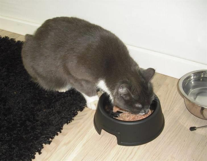 Huskat Fie - Jeg har ikke tid lige nu, har lige fået tun. billede 18