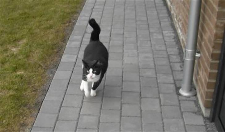 Huskat Loui - Jeg elsker at løbe stærkt! billede 14