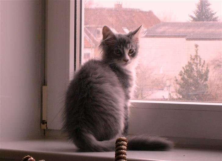 Maine Coon Misty billede 11