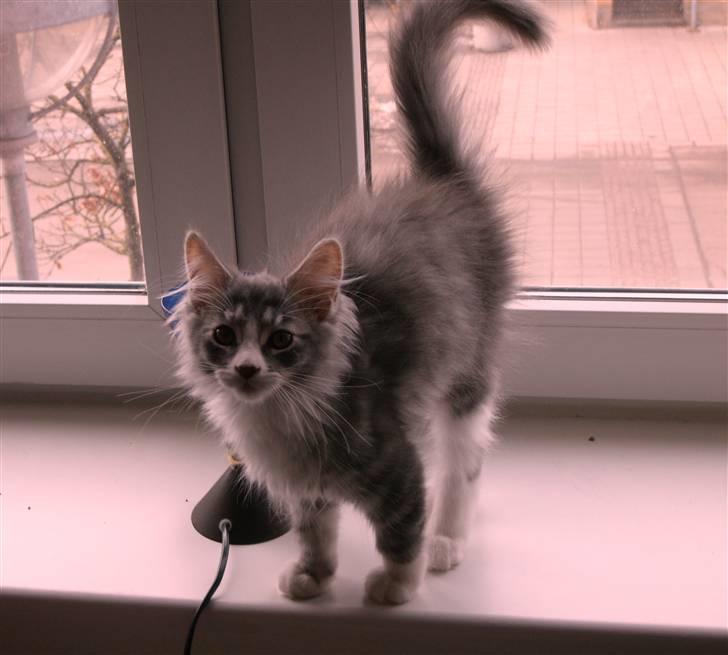 Maine Coon Misty billede 12