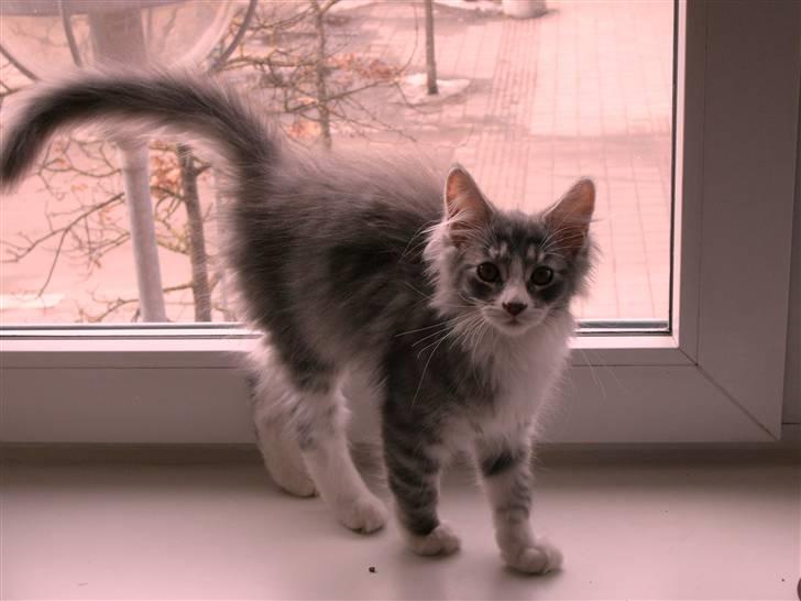 Maine Coon Misty billede 13