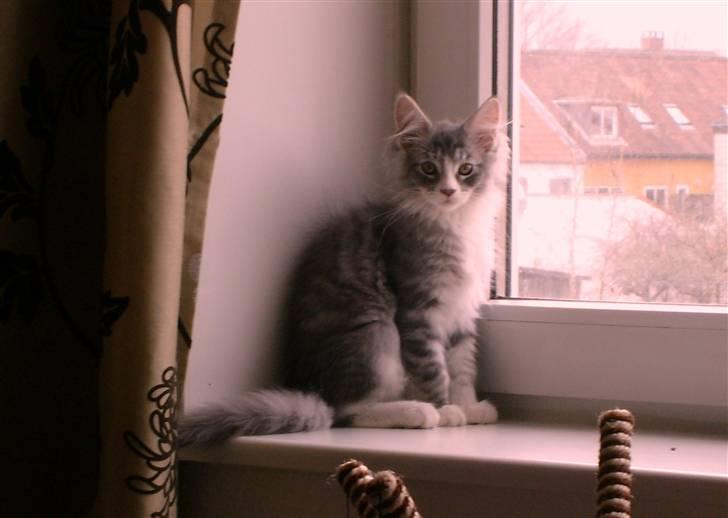 Maine Coon Misty billede 14