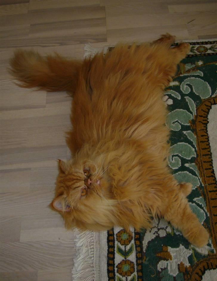 Perser DK Turley Point's Alfred - Se hvor lang jeg er.. billede 10