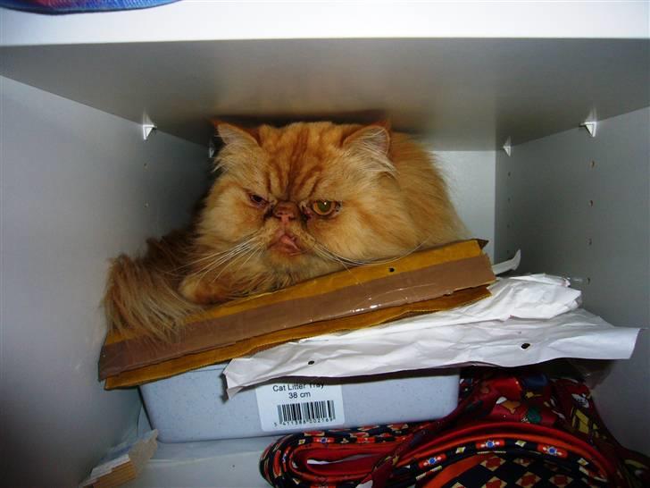 Perser DK Turley Point's Alfred - Hvad?! Må jeg ikke ligge i skabet ovenpå alle jeres ting?! billede 11