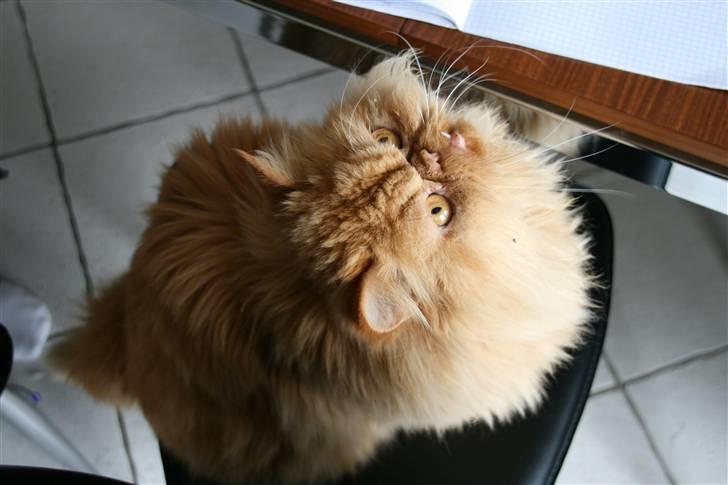 Perser DK Turley Point's Alfred - Var der nogen der sagde godbid? billede 12