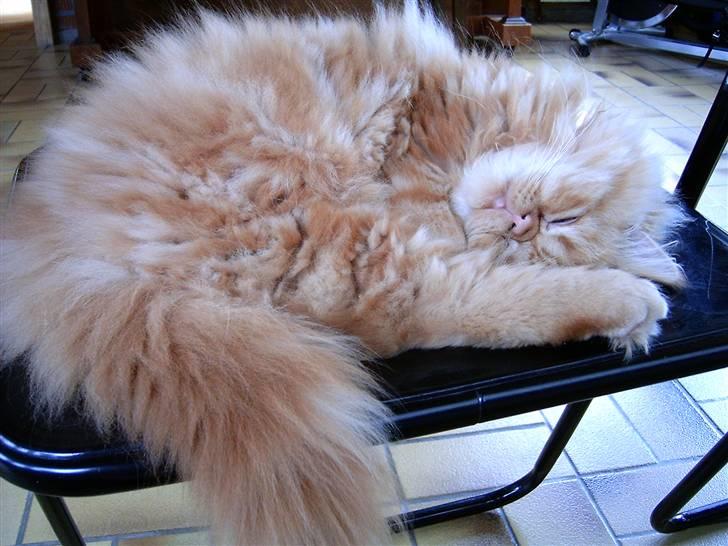 Perser DK Turley Point's Alfred - En meget ung Basse billede 13