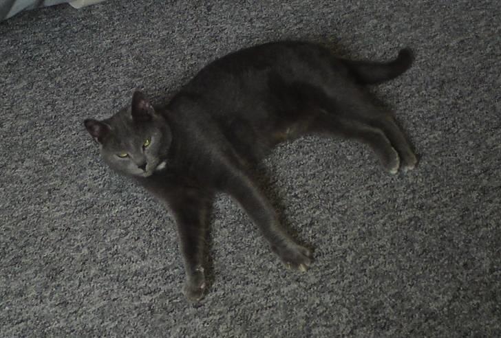 Huskat Aleu billede 1