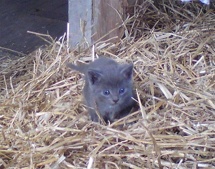 Huskat Aleu billede 2