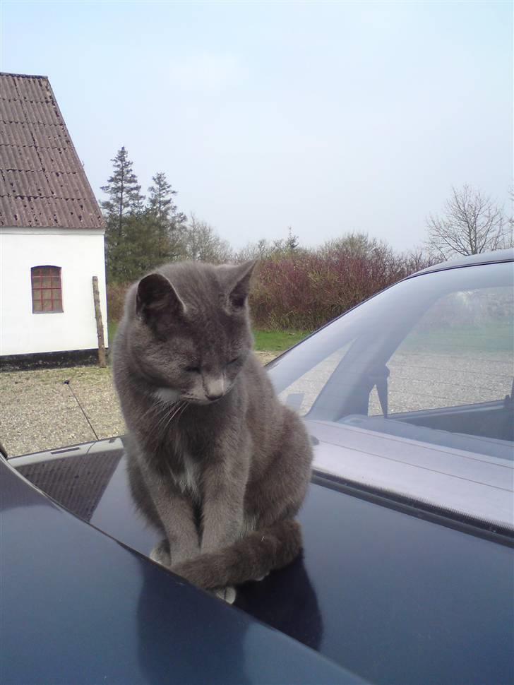 Huskat Aleu billede 3