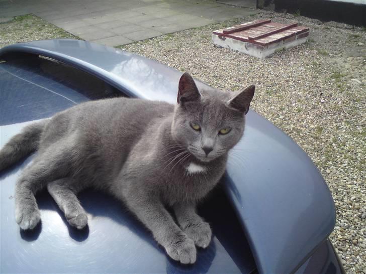 Huskat Aleu billede 4