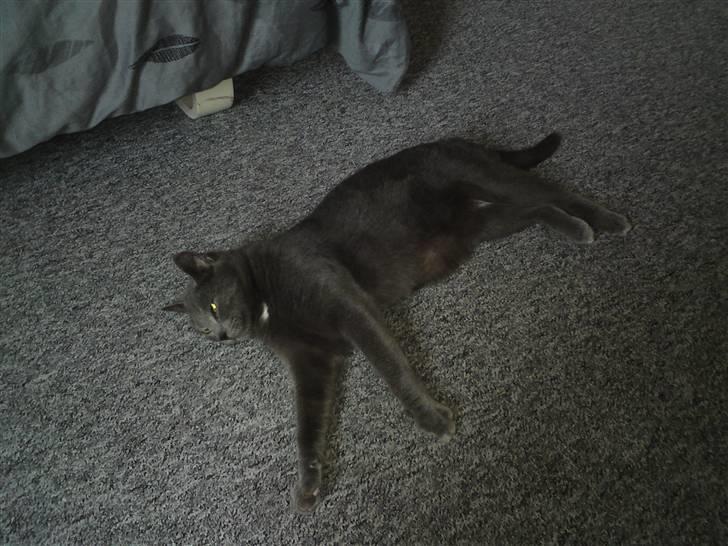 Huskat Aleu billede 5