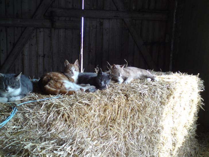 Huskat Aleu - Aleu sammen med hendes halvbrødre på en dejlig solskinsdag billede 6