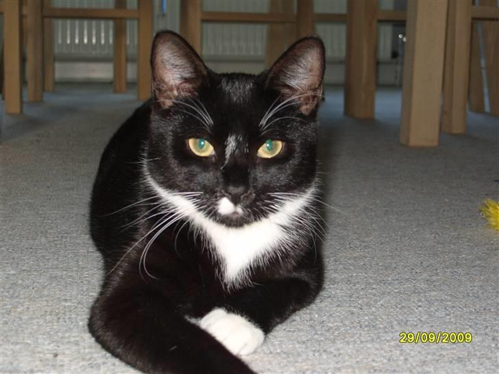 Huskat Rocky - (29/09-09) billede 1