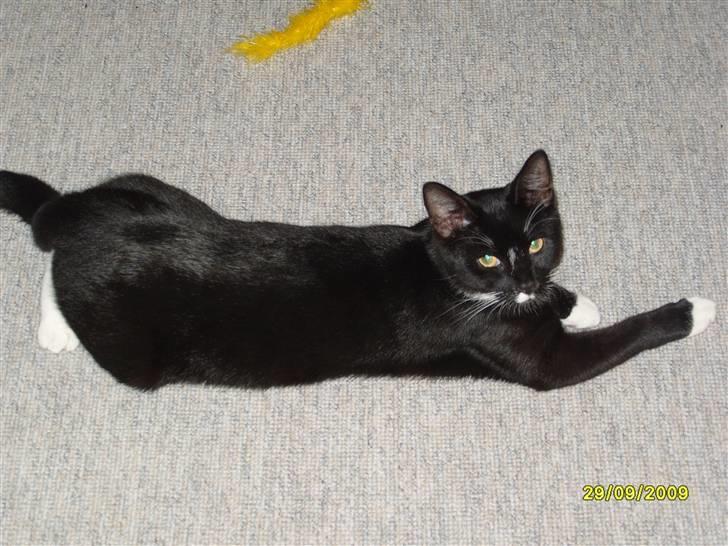 Huskat Rocky - (29/09-09) billede 2