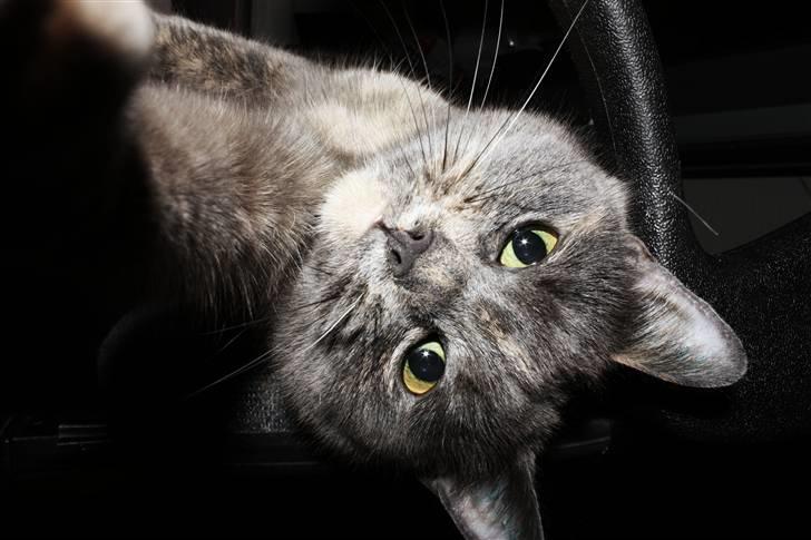 Huskat Leloo billede 7