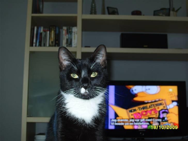 Huskat Rocky - (18/10-09) billede 3