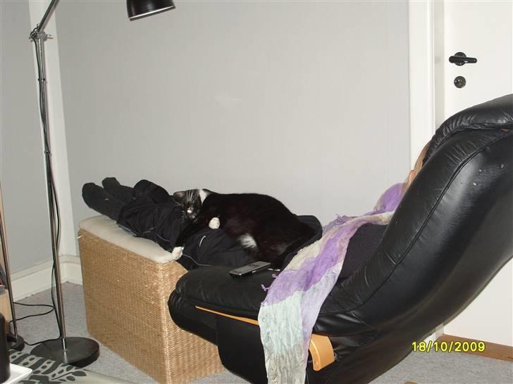 Huskat Rocky - (18/10-09) billede 4