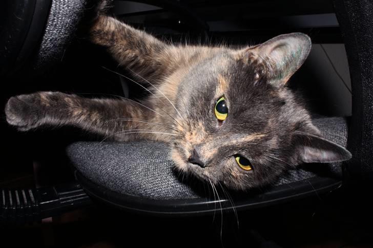 Huskat Leloo billede 8