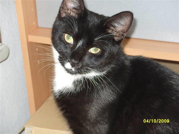 Huskat Rocky - (04/10-09) billede 5