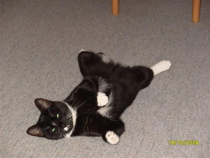 Huskat Rocky - (18/10-09) billede 6