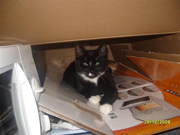 Huskat Rocky - (26/12-09) billede 7