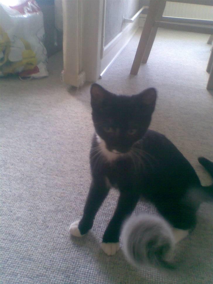 Huskat Rocky - (23/04-09) billede 8