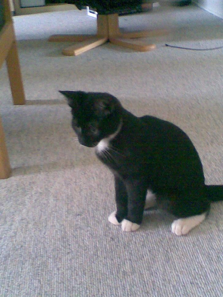 Huskat Rocky - (09/04-09) billede 9