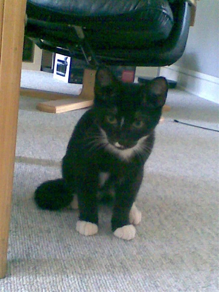 Huskat Rocky - (09/04-09) billede 10