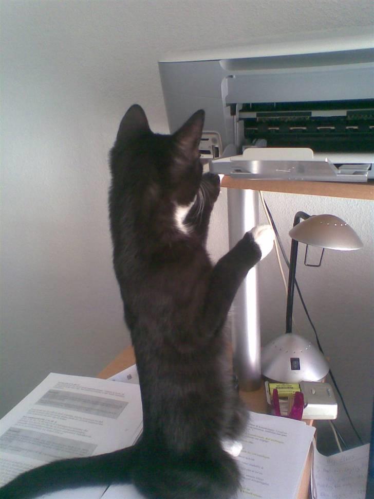 Huskat Rocky - (23/04-09) billede 12