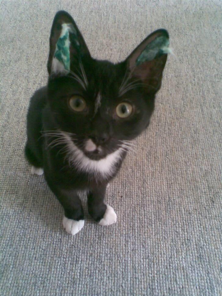 Huskat Rocky - (23/04-09) Lige kommer hjem fra dyrelæge. 5 måneder gammel billede 13