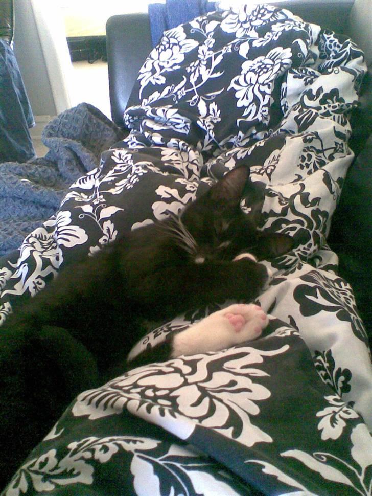 Huskat Rocky - (23/04-09) billede 14