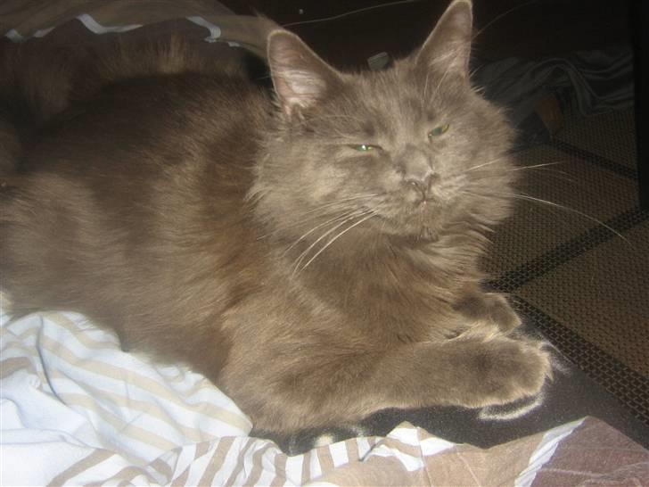 Maine Coon Blue Moon billede 5