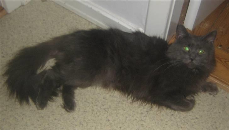 Maine Coon Blue Moon billede 6