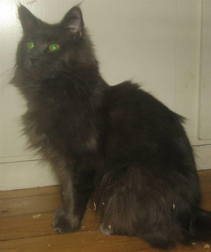 Maine Coon Blue Moon billede 7