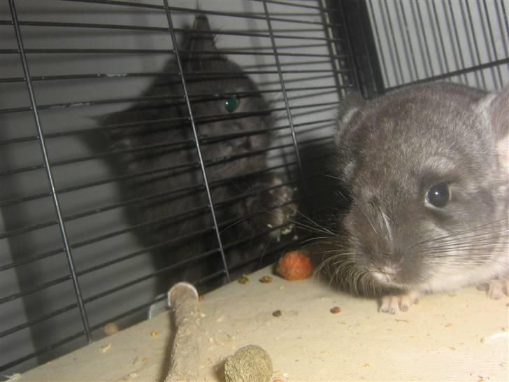 Maine Coon Blue Moon billede 8