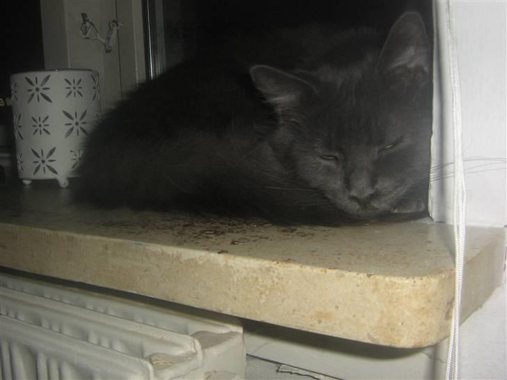 Maine Coon Blue Moon billede 9