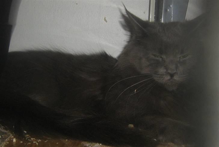 Maine Coon Blue Moon billede 10