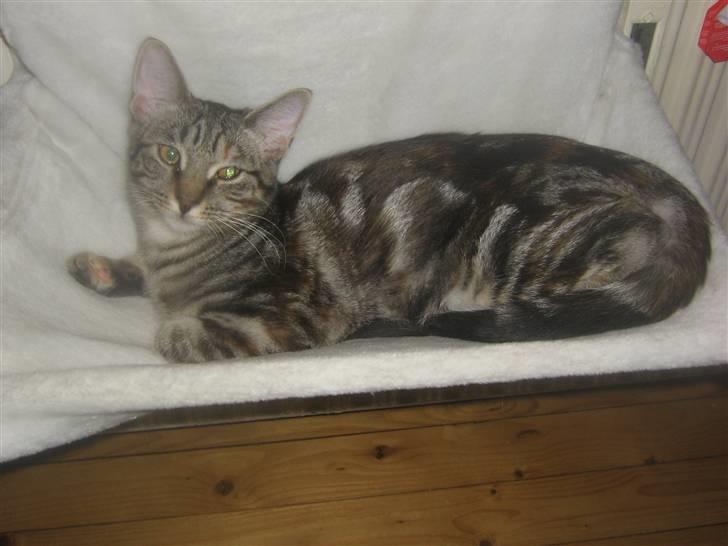 Blanding af racer Bella billede 1