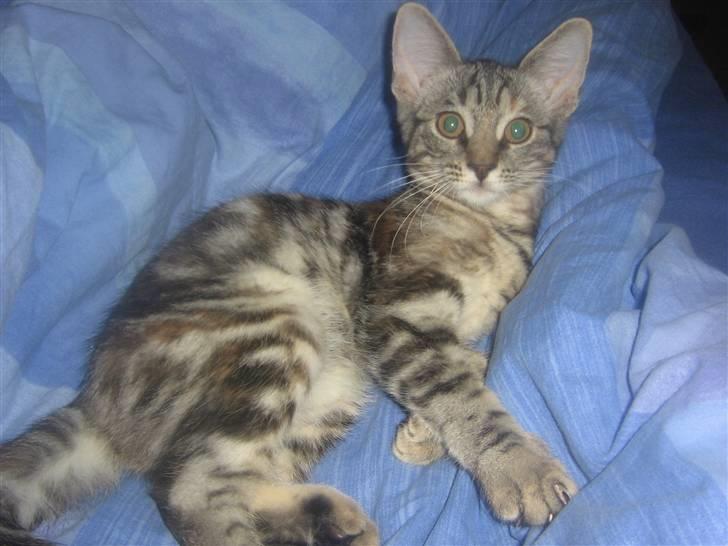 Blanding af racer Bella billede 2