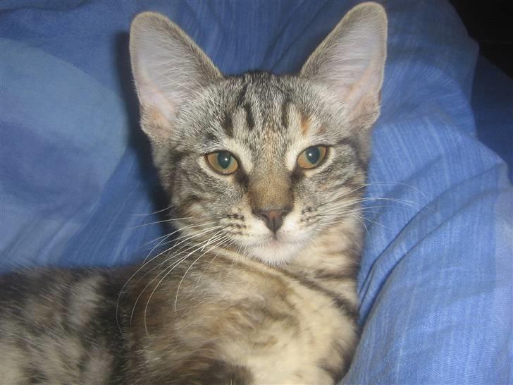 Blanding af racer Bella billede 3