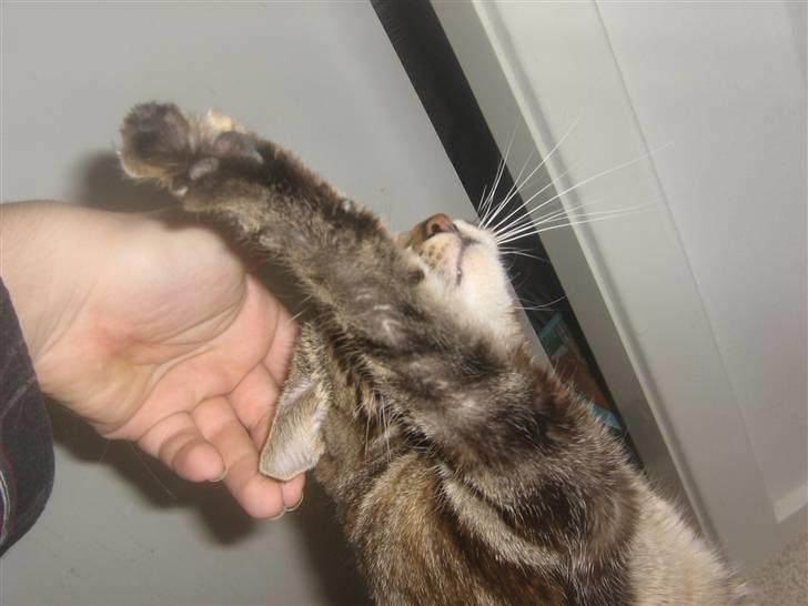 Blanding af racer Bella billede 4